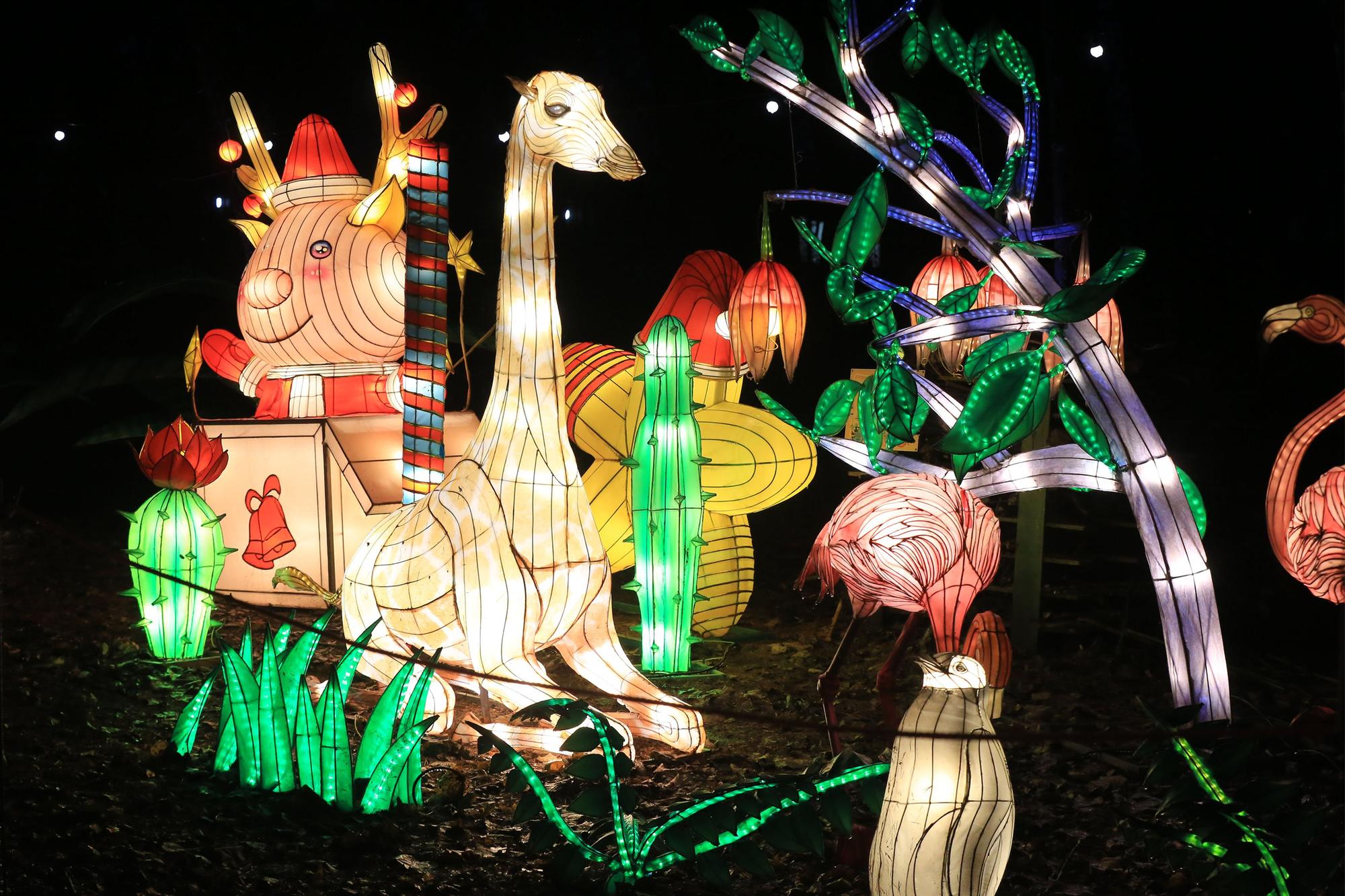 A spectacular light and lantern festival created some dazzling Christmas magic as the award-winning Yorkshire Wildlife Park unveiled the Winter Illuminations trail today. Picture: Chris Etchells