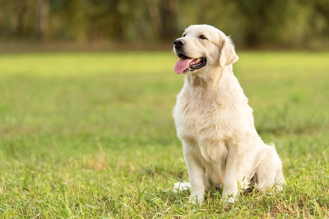 Golden retrievers are a very loving and playful breed of dog. They are intelligent, affectionate and kind in nature (Photo: Shutterstock)