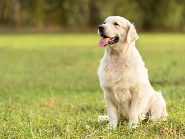 Golden retrievers are a very loving and playful breed of dog. They are intelligent, affectionate and kind in nature (Photo: Shutterstock)
