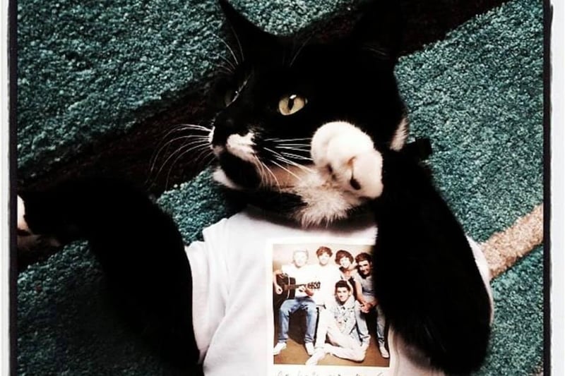Donna-Marie Gardiner's cat Kiri is clealy a big One Direction fan.