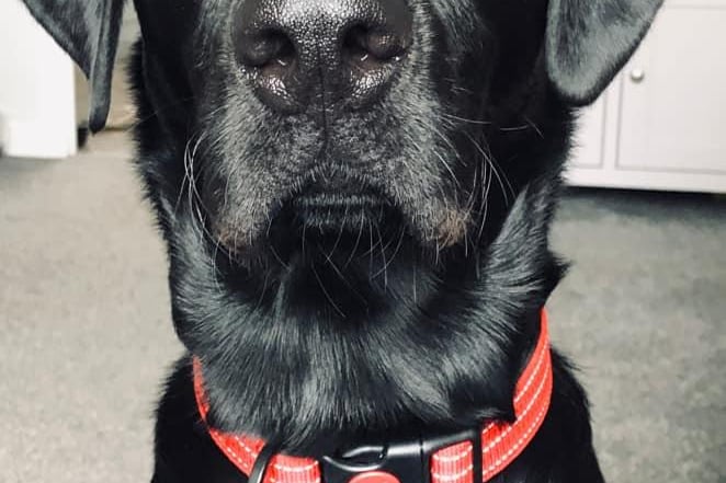 Diane Wright said: "How could we not love this face. Our Barney or Barnes as we call him. Always by our side through thick and thin with a big slobbery kiss and a paw if there's a treat about."