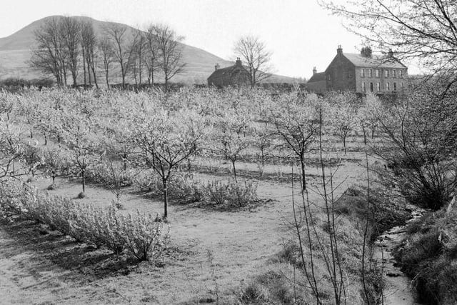 Plum orchard near Melrose, with Eildon Hills in background, November 1962.