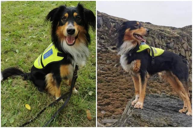 Tarn the trainee mountain rescue dog was found safe and well after going missing in the peak district over night on November 13. He was picked up in the village of Hathersage.