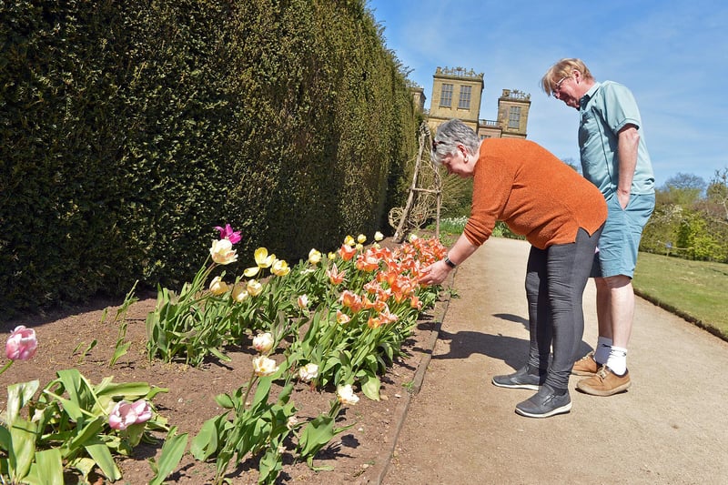 Hardwick Hall in spring bloom. people enjoying the flowers in the South lawn.