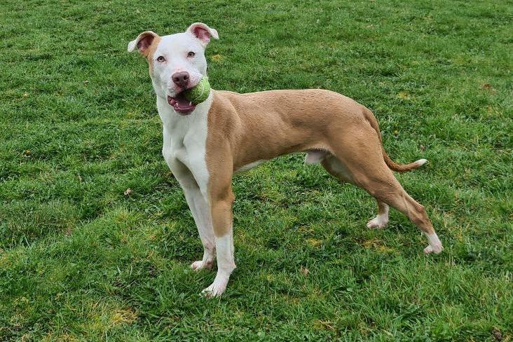 One-year-old Archie is an energetic young dog who needs an experienced owner to help him reach his full potential. He is a lovely intelligent boy, who has the capacity to learn so much and would need an owner who can continue with his training and socialisation. Archie needs an active adult home and an owner who has the time and energy to put into his training. He could walk with other friendly dogs.