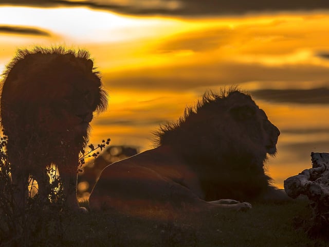Soaking up the last of the summer rays. The three prides of African lions were rescued from Romania in 2010. The African Lion is the second largest big cat after the tiger and typically live in groups of 10 - 15 called prides.