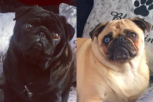 Adel Coates says these are her two beautiful pugs: Winston & Blueberry Muffin.