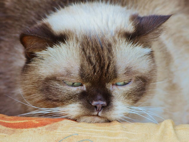 Meaning to be grumpy. “He got dumped last week so he’s got a monk on.”