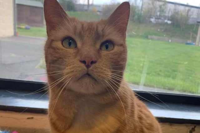 The ginger Domestic Shorthair crossbreed is approximately seven years old. He is an affectionate and lovely cat but does have a real bossy and sassy side to him. Neville really loves his food and to the point where he is now on a diet to lose weight.