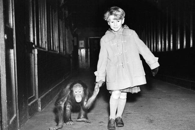 Jon Whiteley, Scottish child actor, here with an orangutan at Edinburgh Zoo in 1954