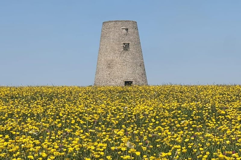 All yellow at Cleadon Mill.