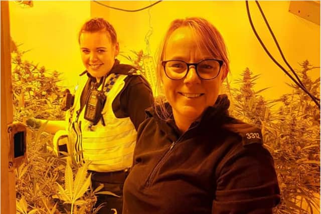 A police team in Sheffield has seized cannabis plants worth £5m