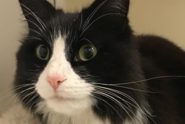 Dotty, domestic long hair female is aged five years 10 months. She  enjoys attention and company and would make a lovely companion. She is used to exploring outside so would need a safe area to do so and a cat flap, if her new owners were working. Dotty will need a pet free home as she hasn't ever lived with other animals, any children in the home should be aged over 10 and cat savvy knowing to give a cat space so that they can settle happily in their new home.