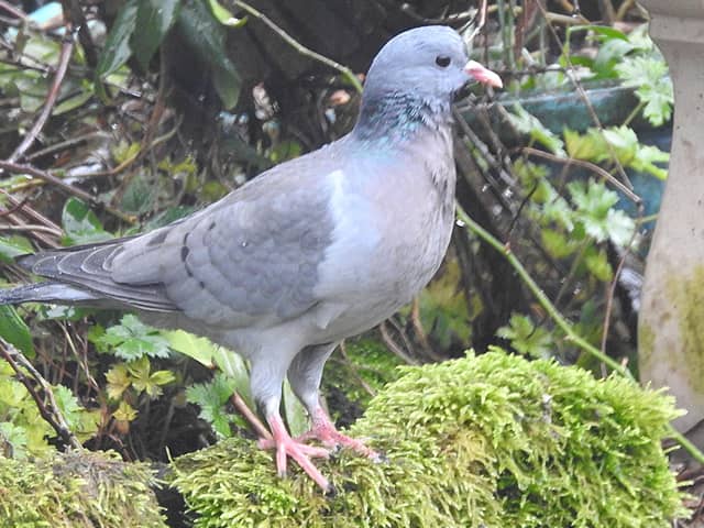 Stock Dove taken by Ian Rotherham
