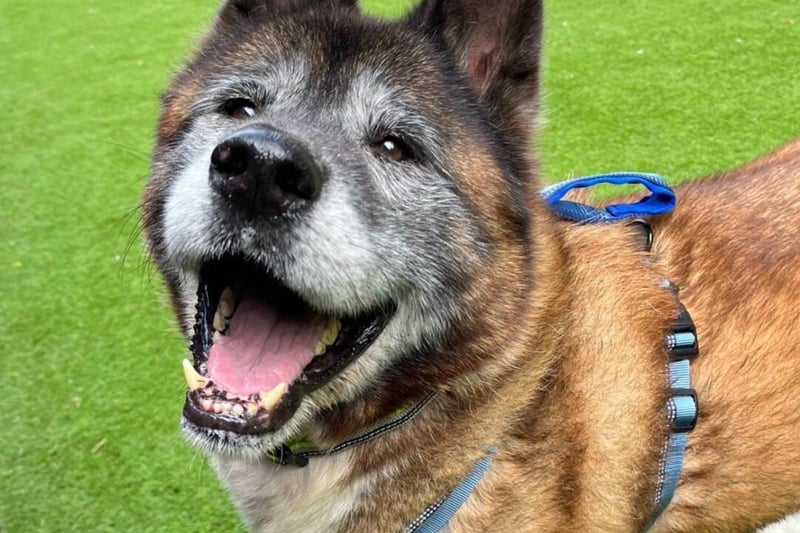 Hunter is the friendliest, happiest boy, who has been a 'pleasure' for staff to look after. He is always smiling and wagging his tail. He is fully housetrained, happy to be left alone for a few hours and is great around the house. He walks beautifully on lead and loves his walks, he also loves having a little play with his toys. He has been fine with other dogs, could live with a friendly female dog pending meet and greet. He could live with children aged 10+.