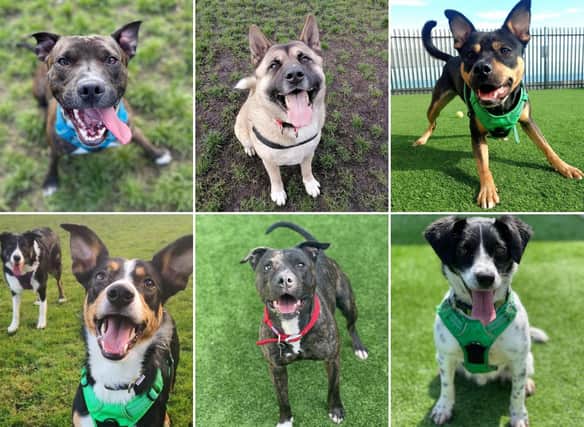 These Edinburgh rescue dogs are searching for their forever home (Photos: Edinburgh Dog and Cat Home)