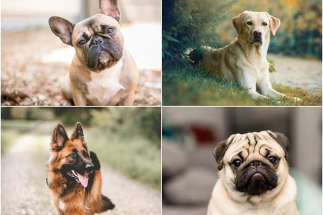 Dogs come in all shapes and sizes, with a wide variety of breeds to choose from if you’re planning on getting a pooch (Photo: Shutterstock)