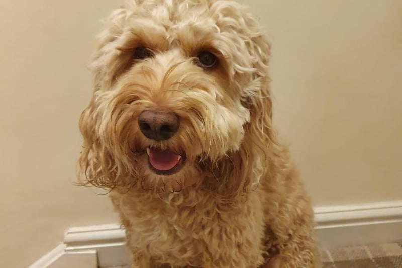 Amy Fletcher said: "This is Jakey he's so special to our family as he really does bring us together as a family lots of snuggles on the sofa and long walks together at a weekend are the best."