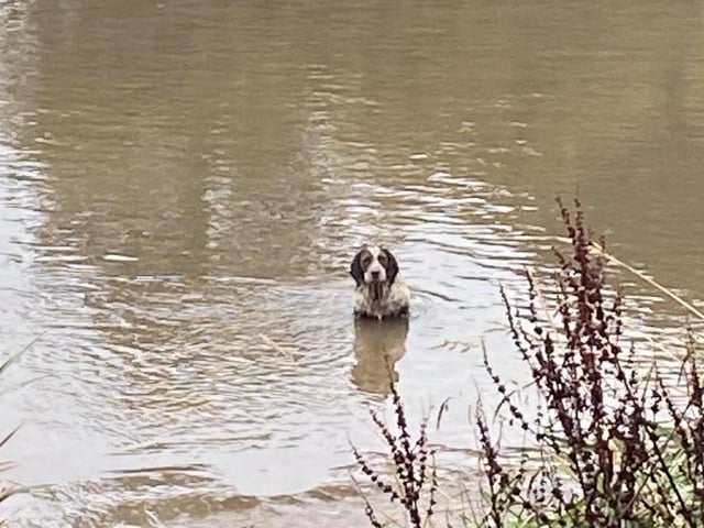 Bob's owner and passers by called the coastguard to help when Bob got stuck.