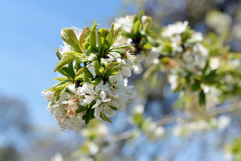 Blossom is blooming across Derbyshire and the National Trust is inviting people to emulate Japan’s Hanami – the ancient tradition of viewing and celebrating blossom - with its #BlossomWatch campaign. Hardwick Hall in spring bloom. Hardwicks fruiting orchard.