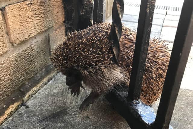 RSPCA comes to the rescue of a hedgehog in a prickle!