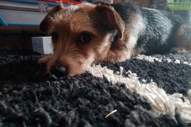 Miniture Jack Russel Alvin. Shared by Kayleigh Evans.