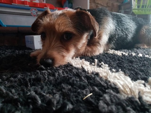 Miniture Jack Russel Alvin. Shared by Kayleigh Evans.