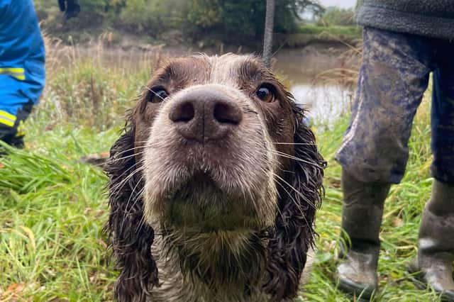 Bob the spaniel was saved by the coastguard after getting stuck.