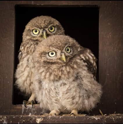 Two adorable owls who found their way to the centre