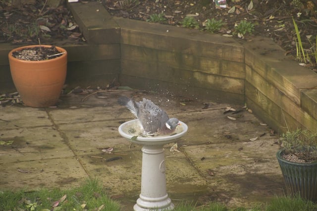 Pigeon enjoying a bath in Roy Taylor's garden