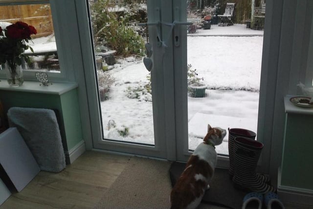 This cat isn't too keen on going outside ...