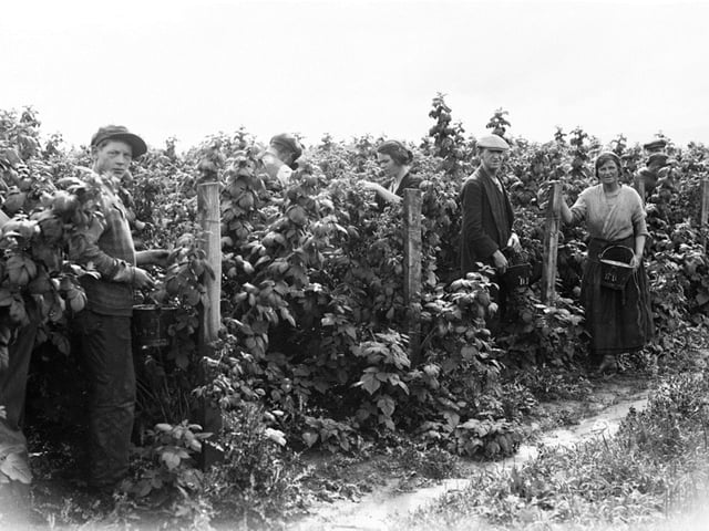 Among the raspberry canes at Rattray, Blairgowrie, 1933. Perth Museum and Art Gallery, D Wilson Laing Collection. Copyright Perth & Kinross Council