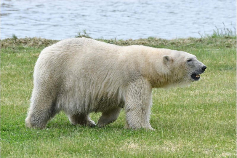 The polar bear collection is now the largest outside Canada.