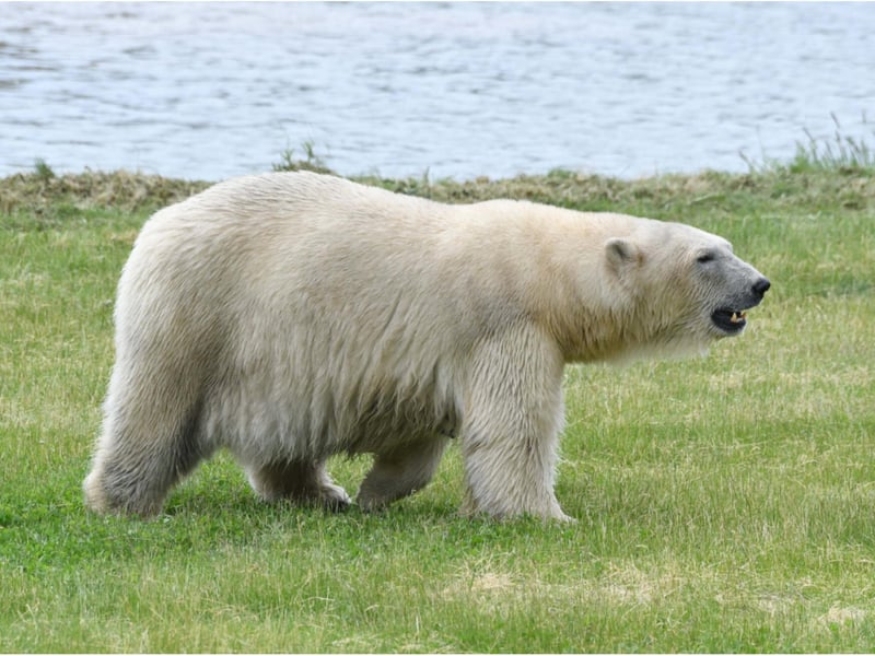 The polar bear collection is now the largest outside Canada.