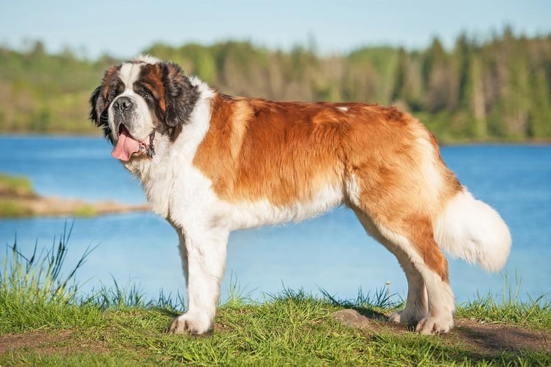 Saint Bernards are usually between 70-75 cm tall. They are known for being patient and affectionate, and are a good breed of dog for families