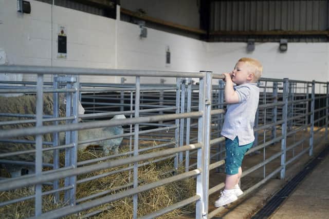 Two year old Freddie Grantham was one of the first visitors back to Graves Park Animal Farm when it reopened to the public in April. Picture Scott Merrylees