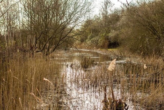 This local nature reserve offers plenty of grassland areas and wetland to explore with your four-legged friend.