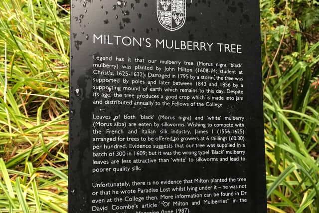 The mulberry tree Christ College, Cambridge with a notice giving some information of its history