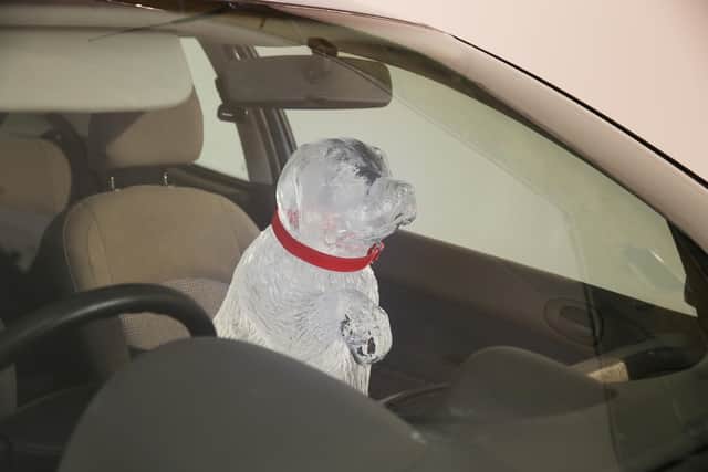 Sheffield dog owners warned of dangers of leaving pets in cars on warm days