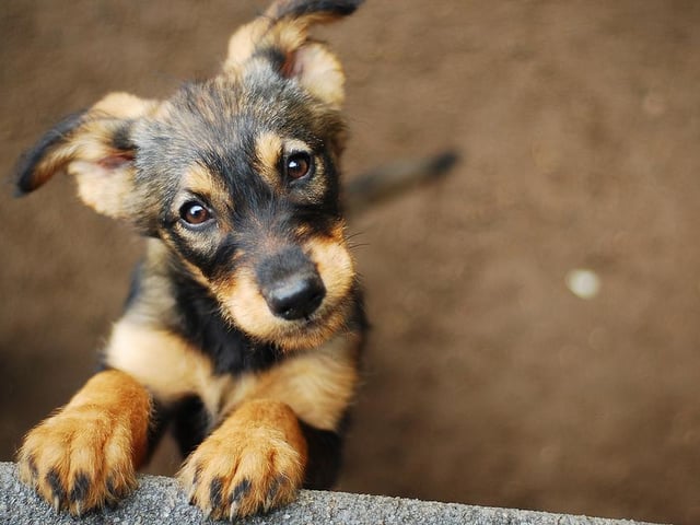 Bella ranked as the top female dog name, while Alfie ranked top for males.