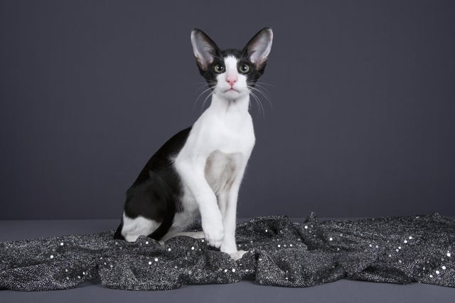This cat breed is a sleek, elegant, playful and spirited breed. They have a vivacious personality and usually form a close bond with one person. This is a healthy breed that can usually live for 15 years or longer (Photo: Shutterstock)