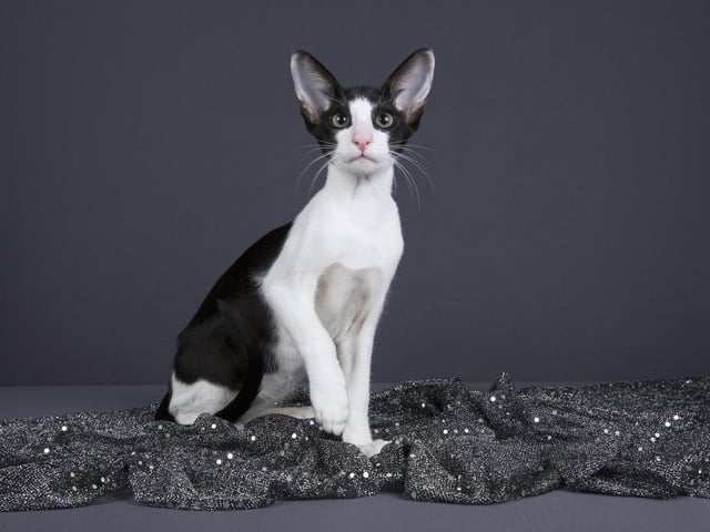This cat breed is a sleek, elegant, playful and spirited breed. They have a vivacious personality and usually form a close bond with one person. This is a healthy breed that can usually live for 15 years or longer (Photo: Shutterstock)