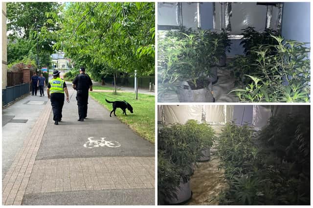 A £200,000 cannabis farm has been discovered in Sheffield as part of a huge police operation (SYP and Madison Burgess)