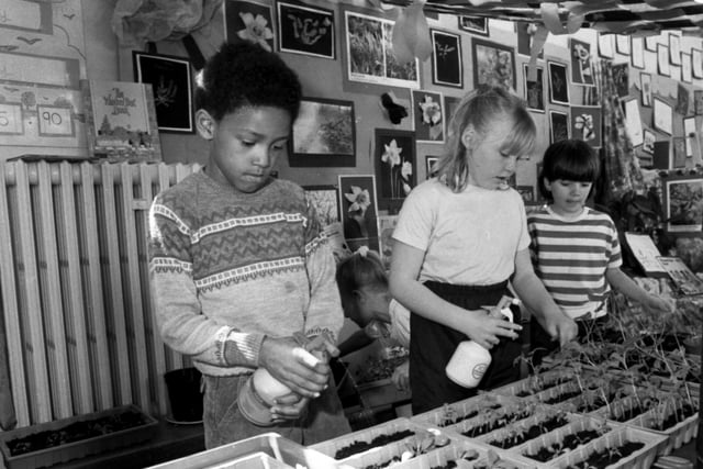 Manor Lodge First School pupils tend their seedlings on May  21, 1990