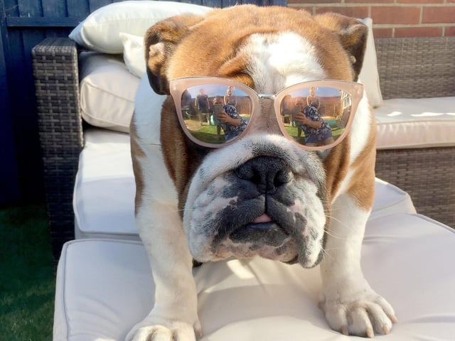 Ralph the dog at his owner Mike Paddock's Hawaiian barbecue in 2018. This image was judged third place. Picture: Mike Paddock