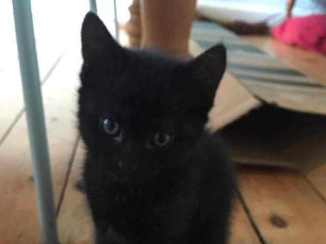 Still just a kitten, Edie joined Beth Sizer's family during lockdown