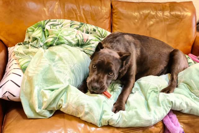 Bluebell was found wandering the streets of Sheffield heavily pregnant after suffering the 'barbaric' practice of tail-docking and ear-cropping (pic: Helping Yorkshire Poundies)