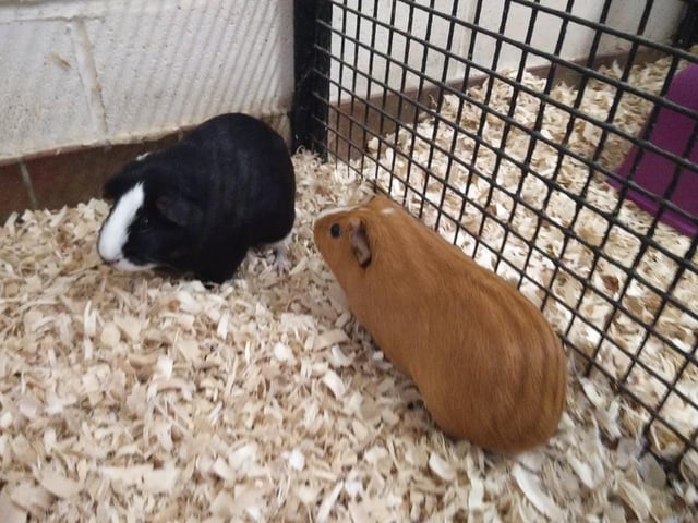 Crunch and Krave are a timid pair so would benefit from a home which has the time and patience to help bring them out of their shell. They love their veggies and running around.