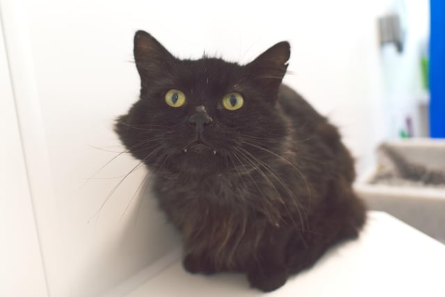 Ozzy is a 4-year-old male Domestic Short Hair. Ozzy has a loving nature and he craves having a chat with anyone who will listen.