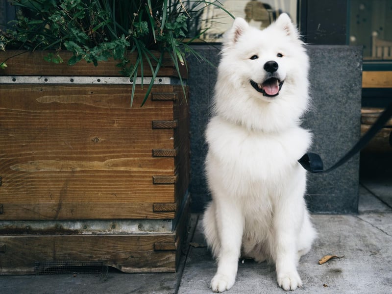 Your dog will be able to make a new friend when you visit Blue Bear Cafe at 9 Brandon Terrace, with resident red Labrador Burford ready to greet you at the door. The Build Your Bear breakfast is equally popular with dogs and their owners, so think about booking if you plan to visit at the weekend. Photo: Dean Shu / Getty Images / Canva Pro.